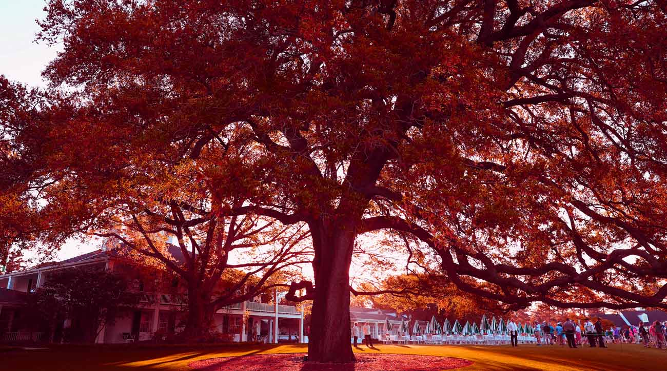 augusta oak tree