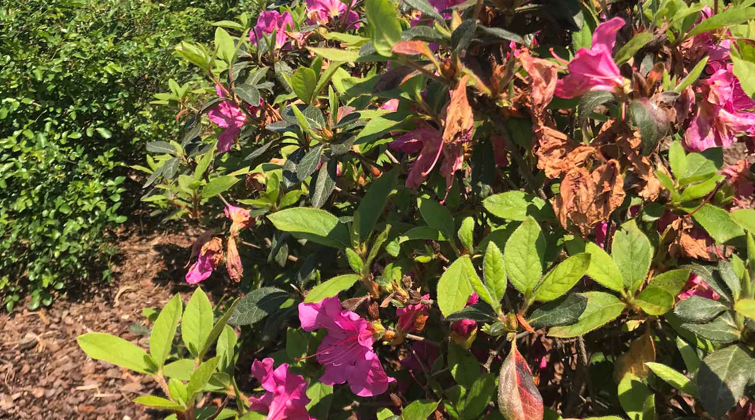 The azaleas bloomed early this year and are already withering.
