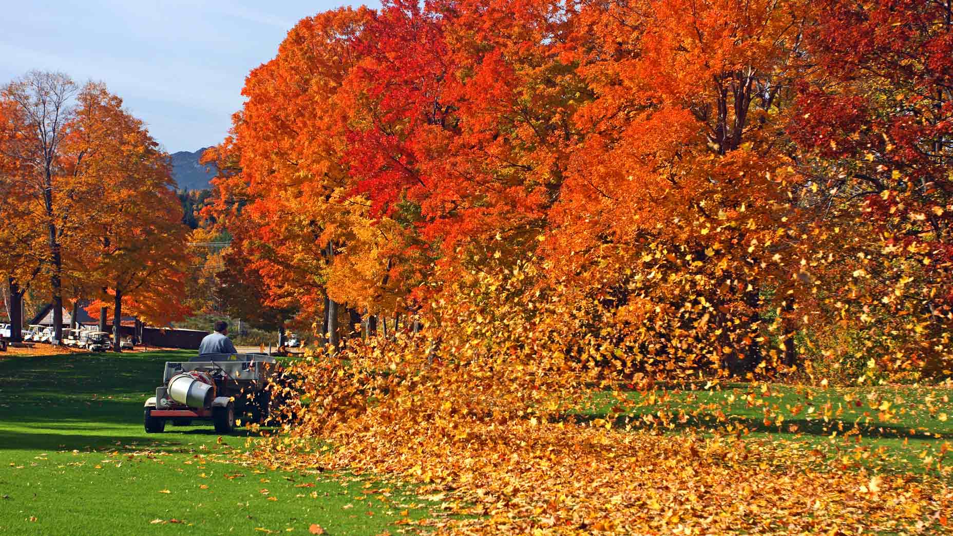 leaves on golf course