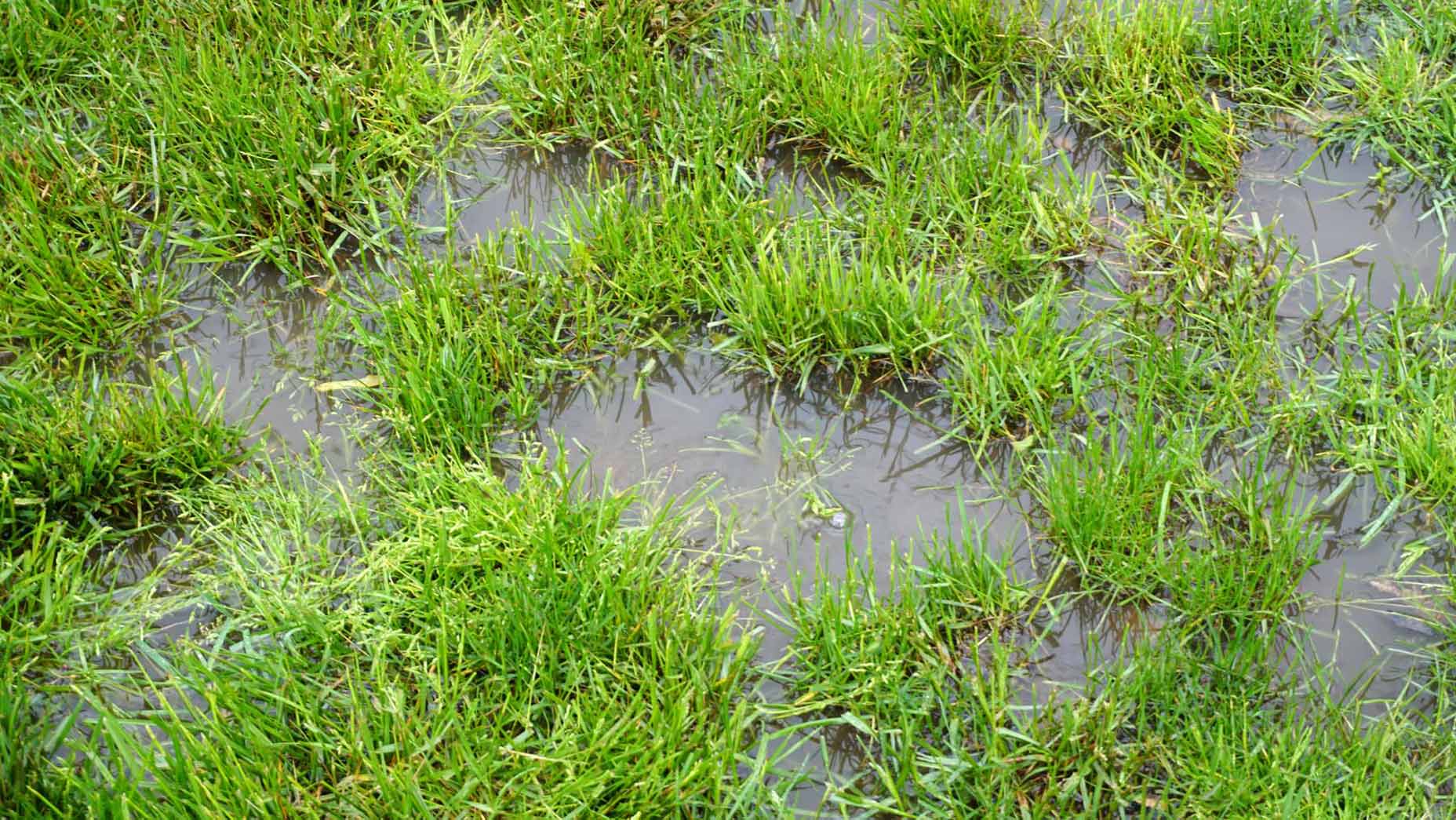 waterlogged grass