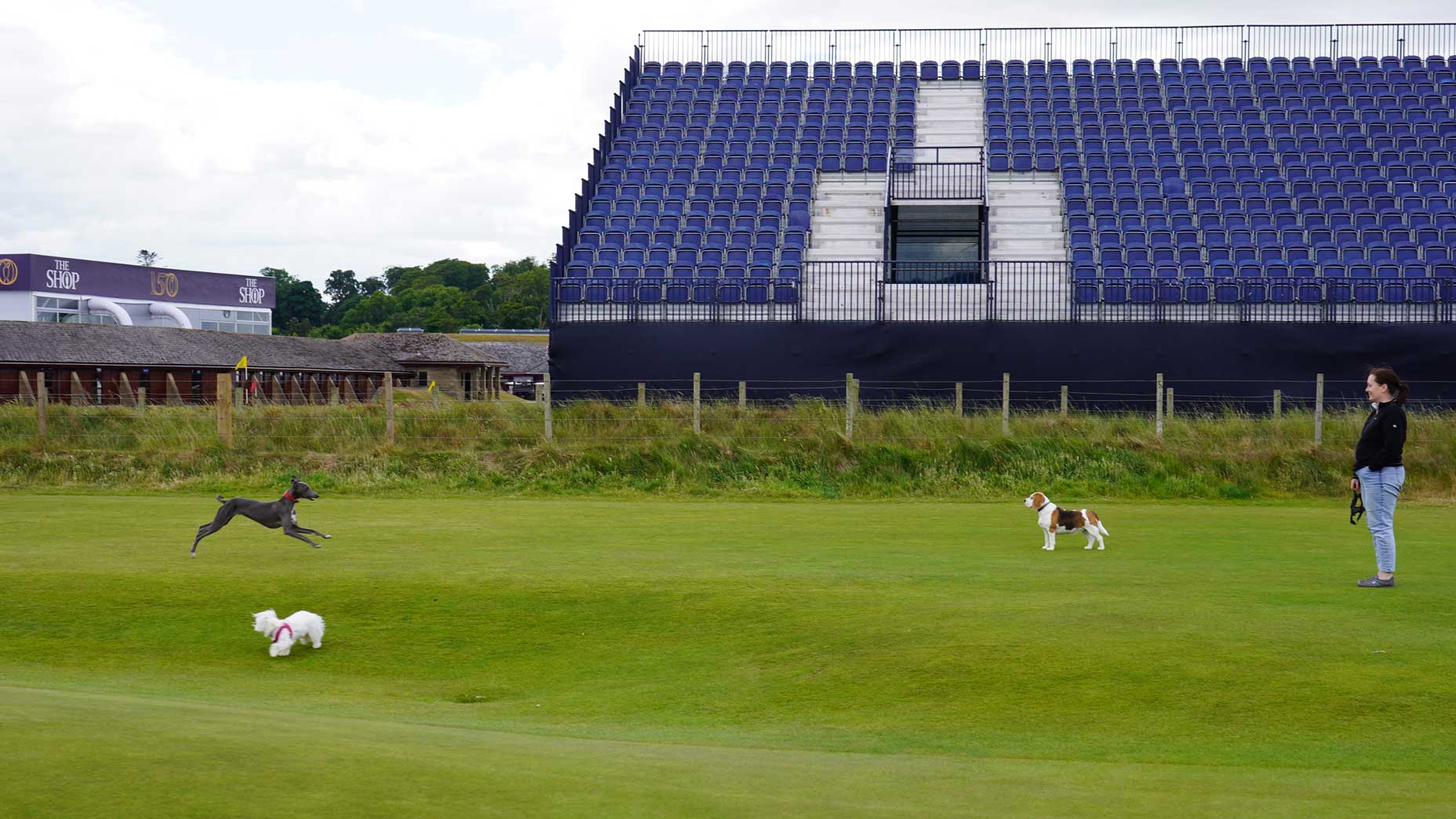 dogs old course st. andrews
