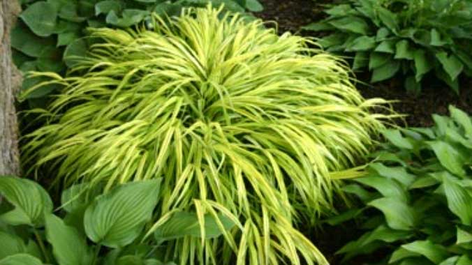 ornamental grass