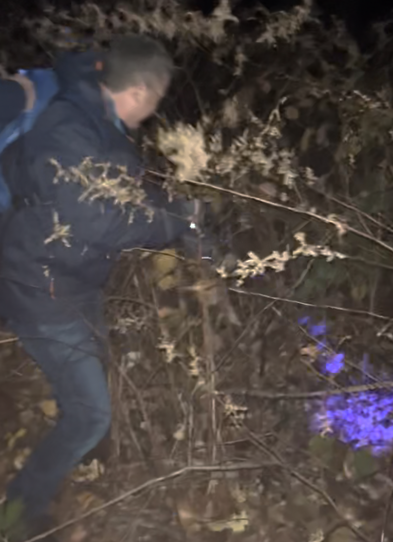 digging in bushes for golf balls