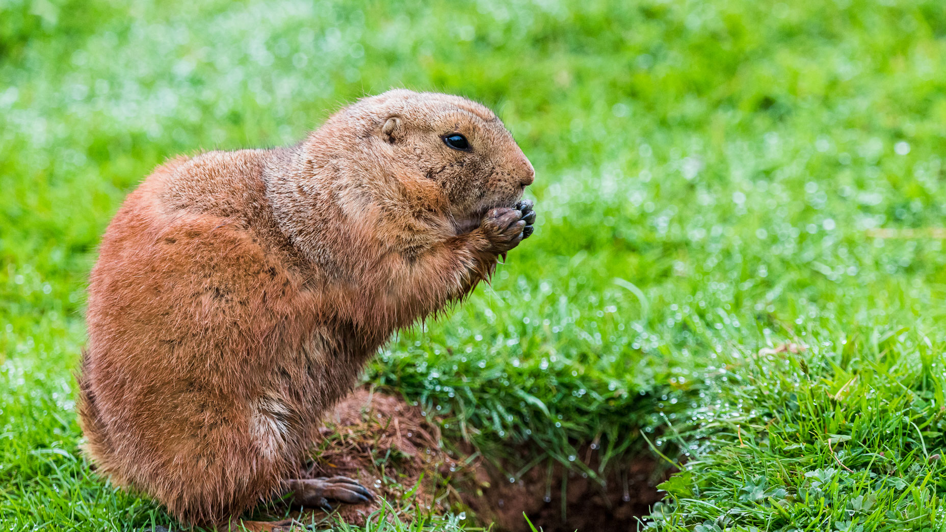A gopher chewing up a golf course.